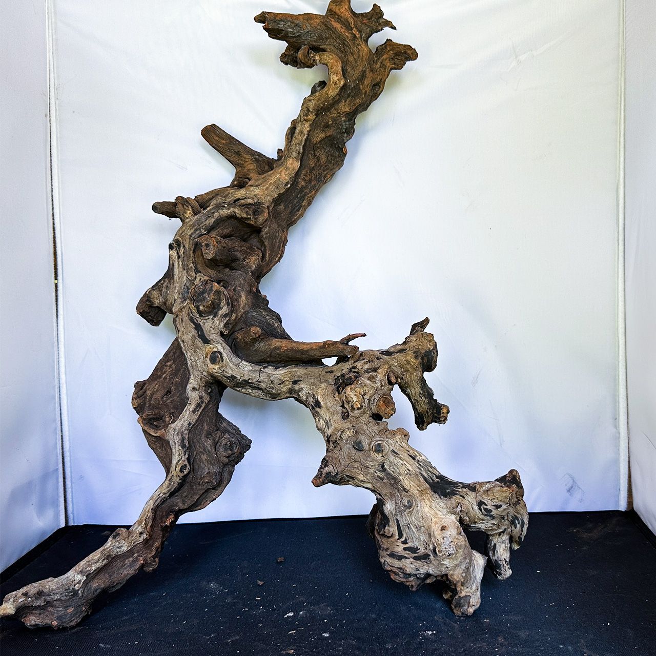 選び抜かれた存在感の特別な流木 ディープホーンウッド|Deep Hornwood