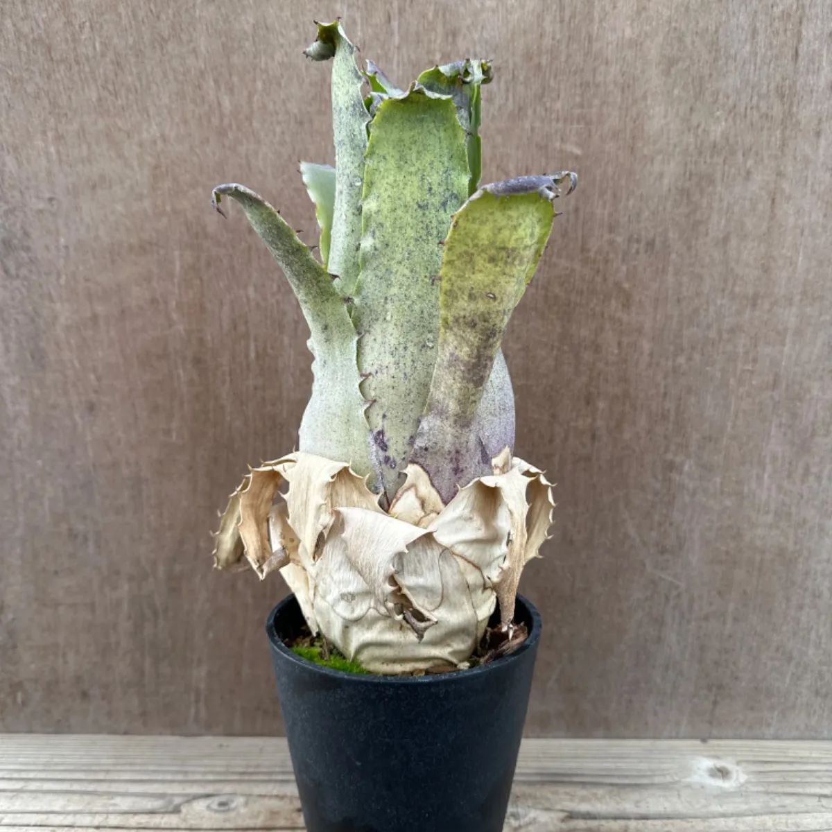 ホヘンベルギア sp.357 Hohenbergia sp.357 現品 観葉植物 観葉