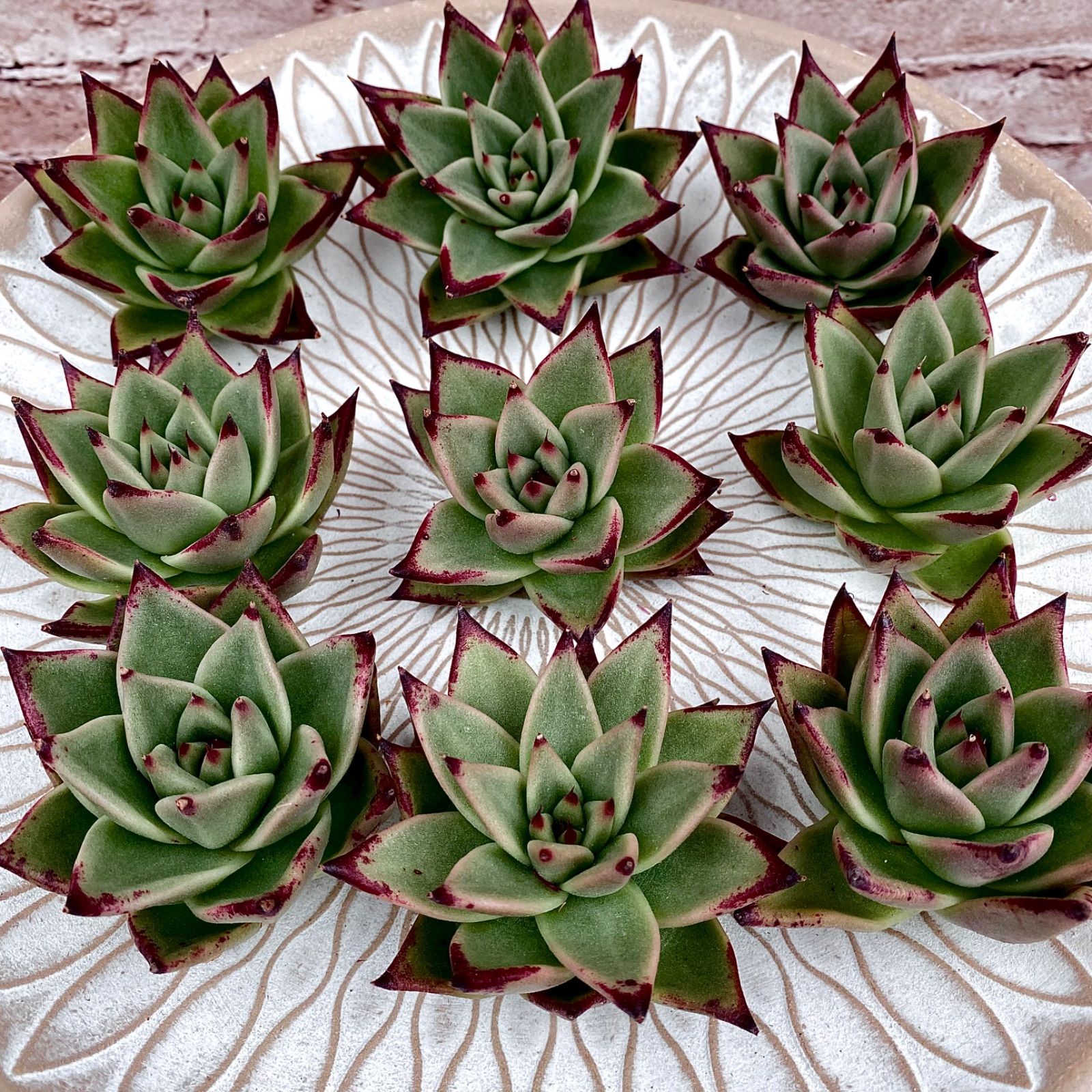 22 ブラックタコ【エケベリア】【韓国苗】【多肉植物】 - メルカリ