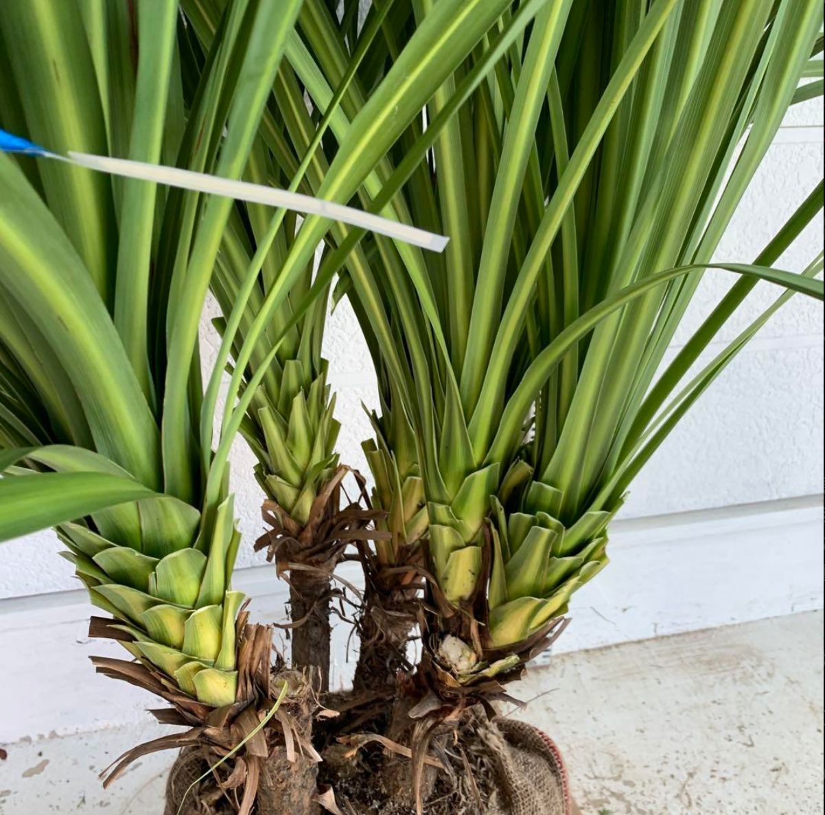 売り尽くし ドラセナ 株立ち シンボルツリー ヤシの木 ニオイシュロラン
