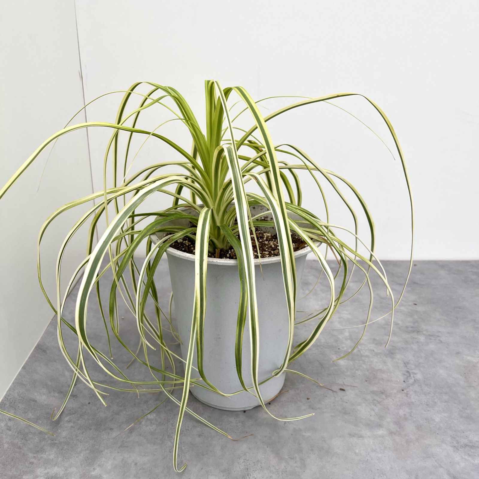 ポニーテール 斑入り 【公式通販】