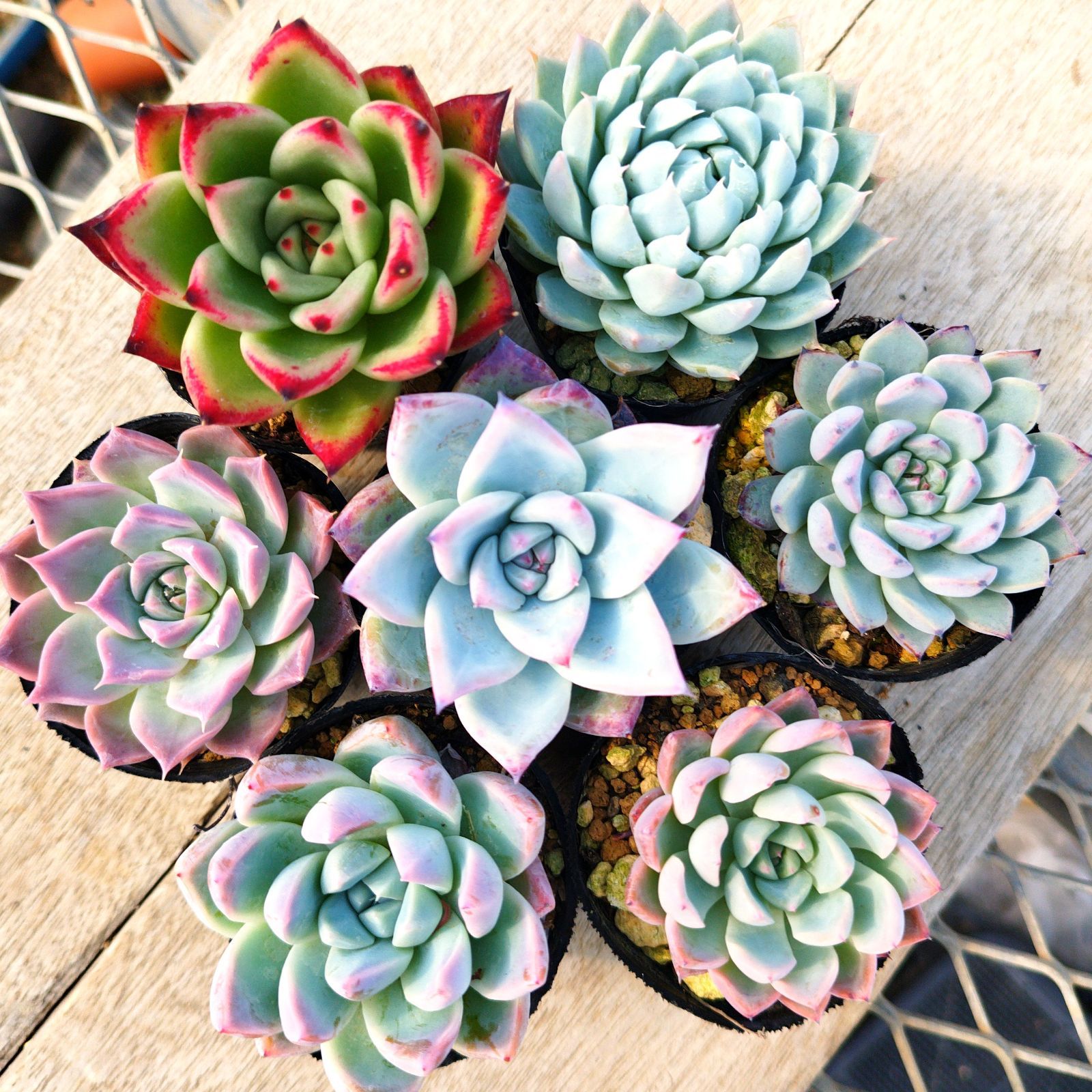 飛騨産業 HIDA オールドキツツキ穂高 120cm ラウンド No.841