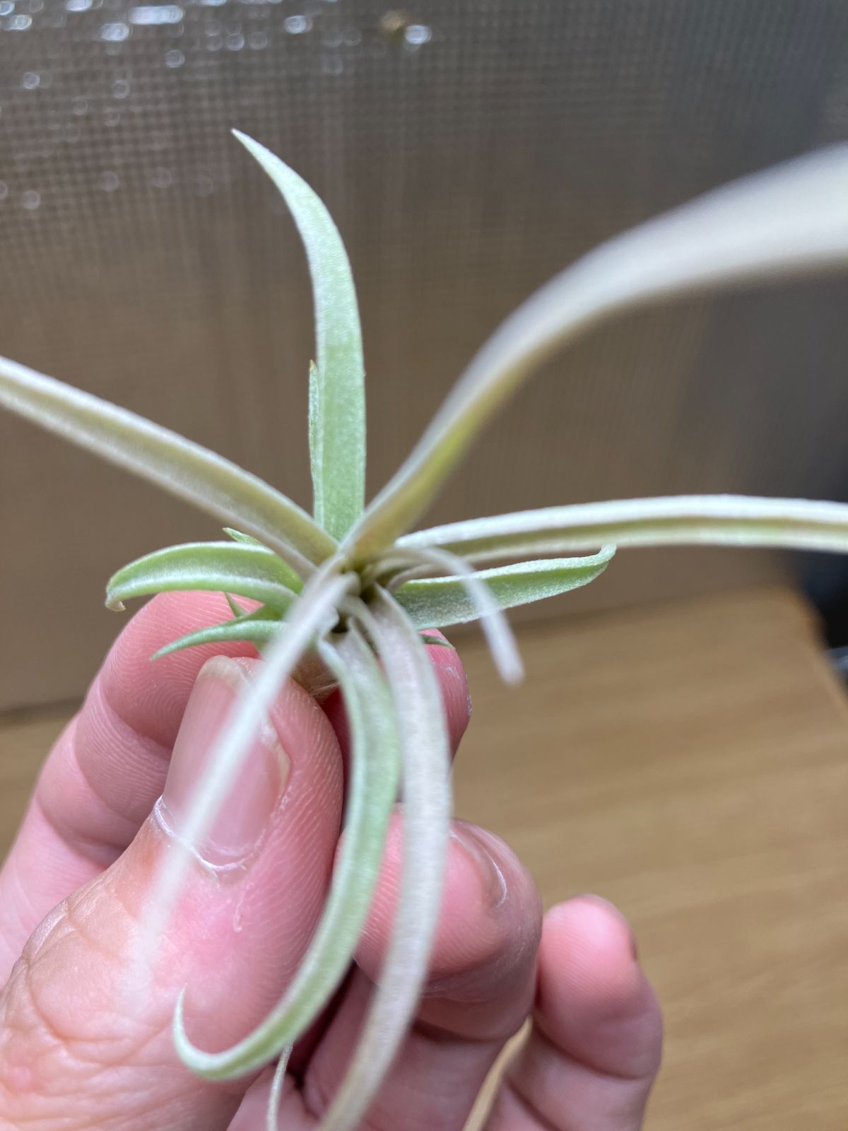 チランジア キセログラフィカ × ブラキカウロス チランジア・キセログラフィカ×ブラキカウロス Tillandsia