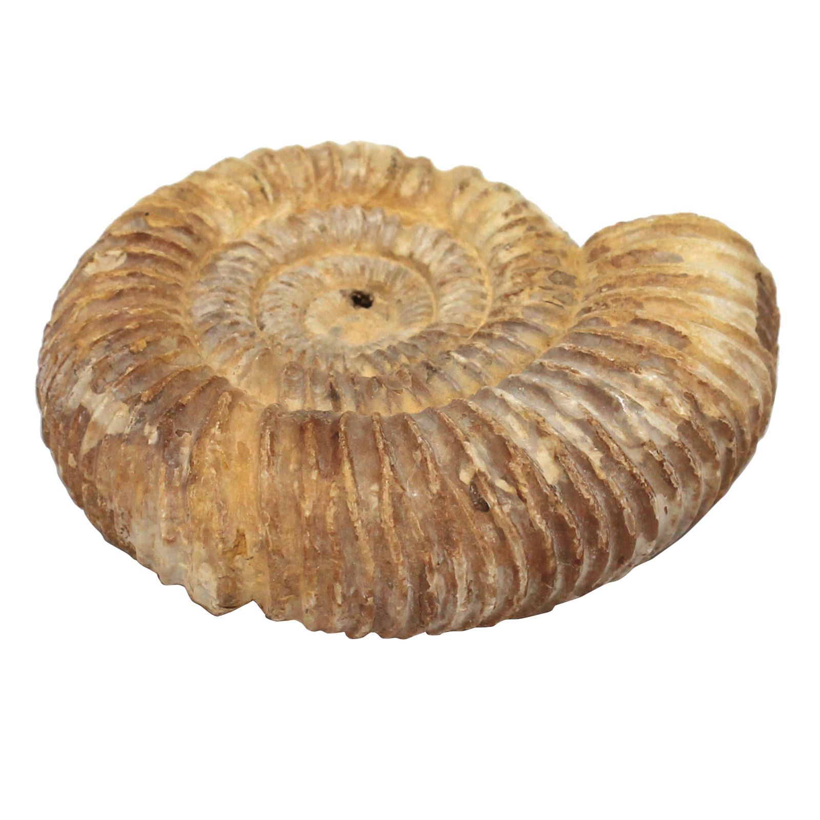 原石・全貌】アンモナイト 化石 標本 マダガスカル産 159g 80mm 肋が