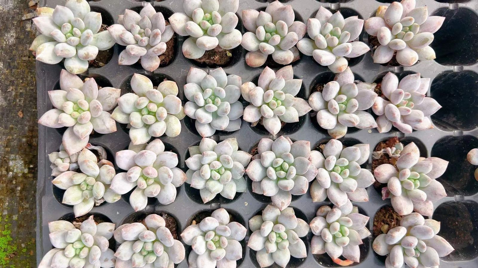 新発売 LL1006 ピンク夏 105苗セット 土と根付き 多肉植物
