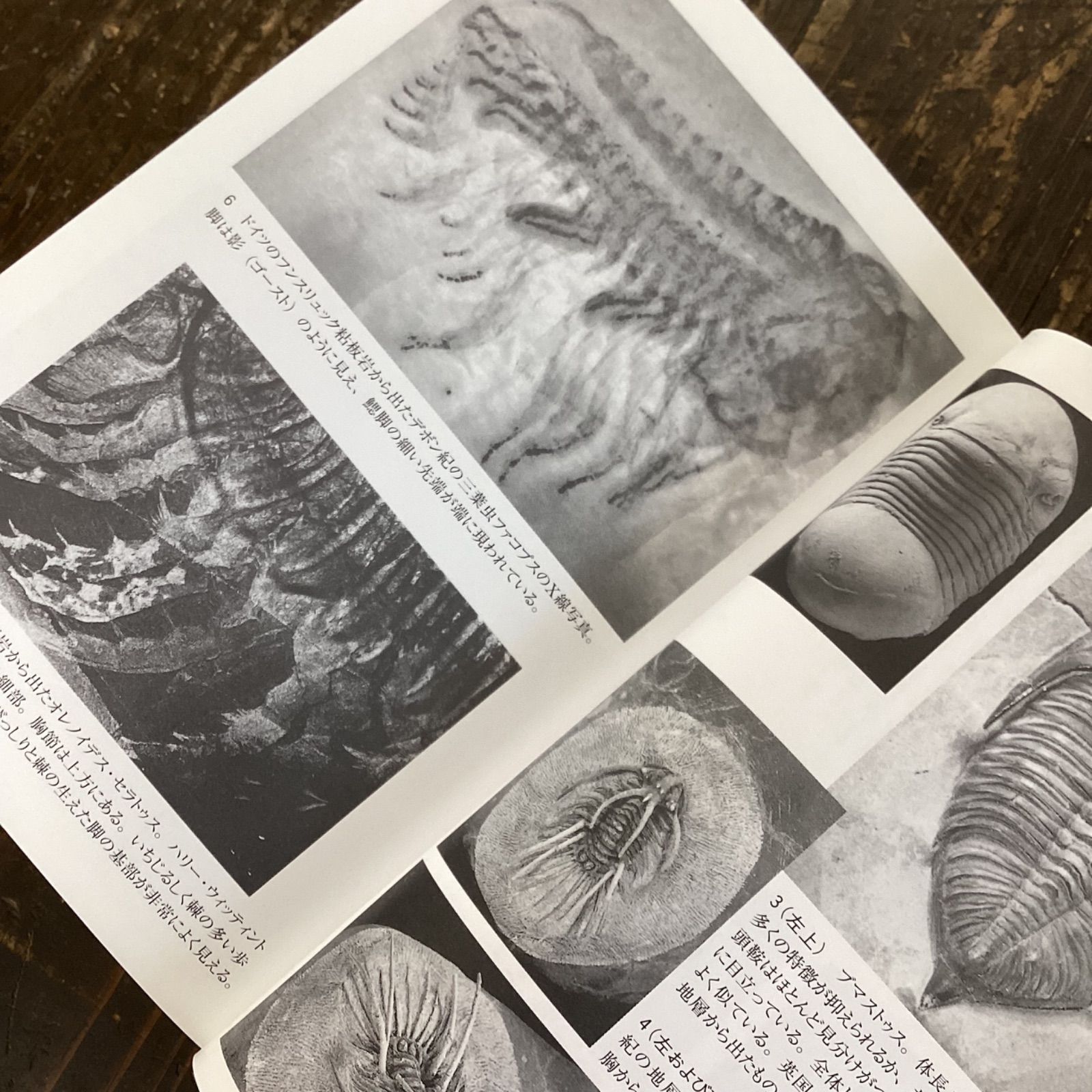 Trilobites A Photographic Atlas 三葉虫 化石 本 - 本