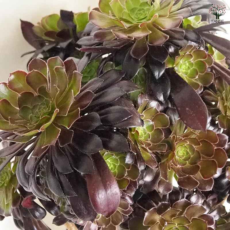 茎の上部にロゼット状の葉をつける点が特徴で 花が咲いているような草姿が楽しめます