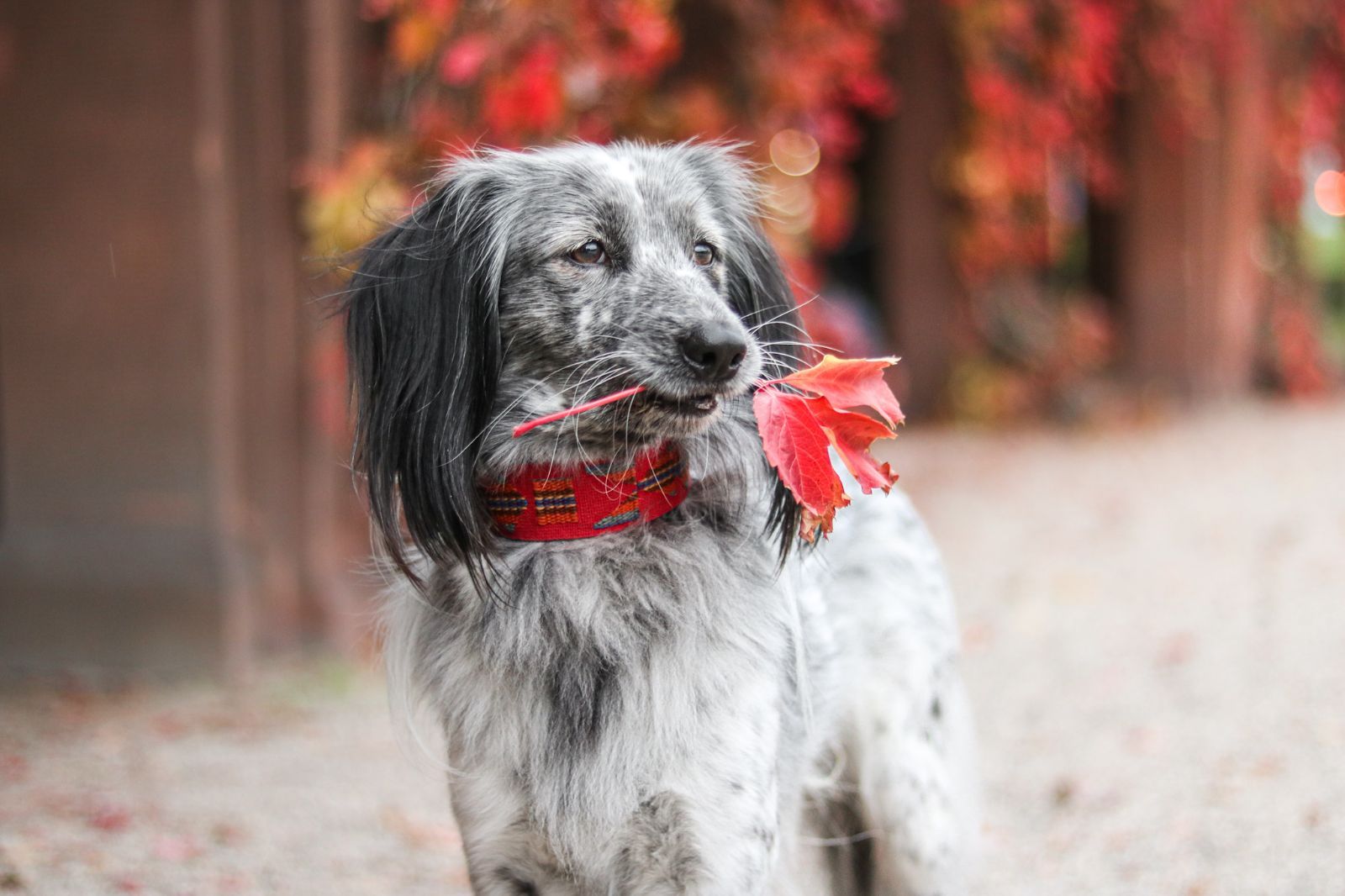 スペイン製 高級犬用首輪とリードセット etna Red（小型犬 中型犬