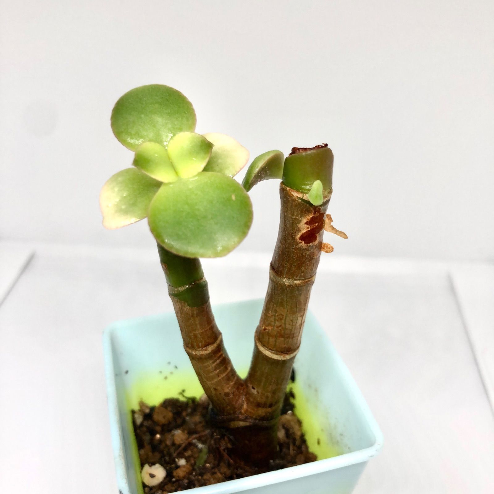 金のなる木 花月錦 抜き苗 金のなる木 花月錦