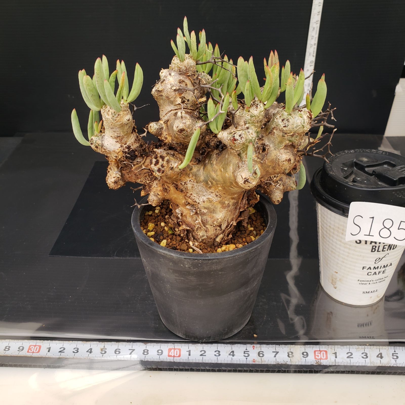 実生塊根！　万物想　チレコドン　多肉植物　塊根植物　レティキュラータス 咲く直前！ 万物想 チレコドン 多肉植物 塊根植物 実生
