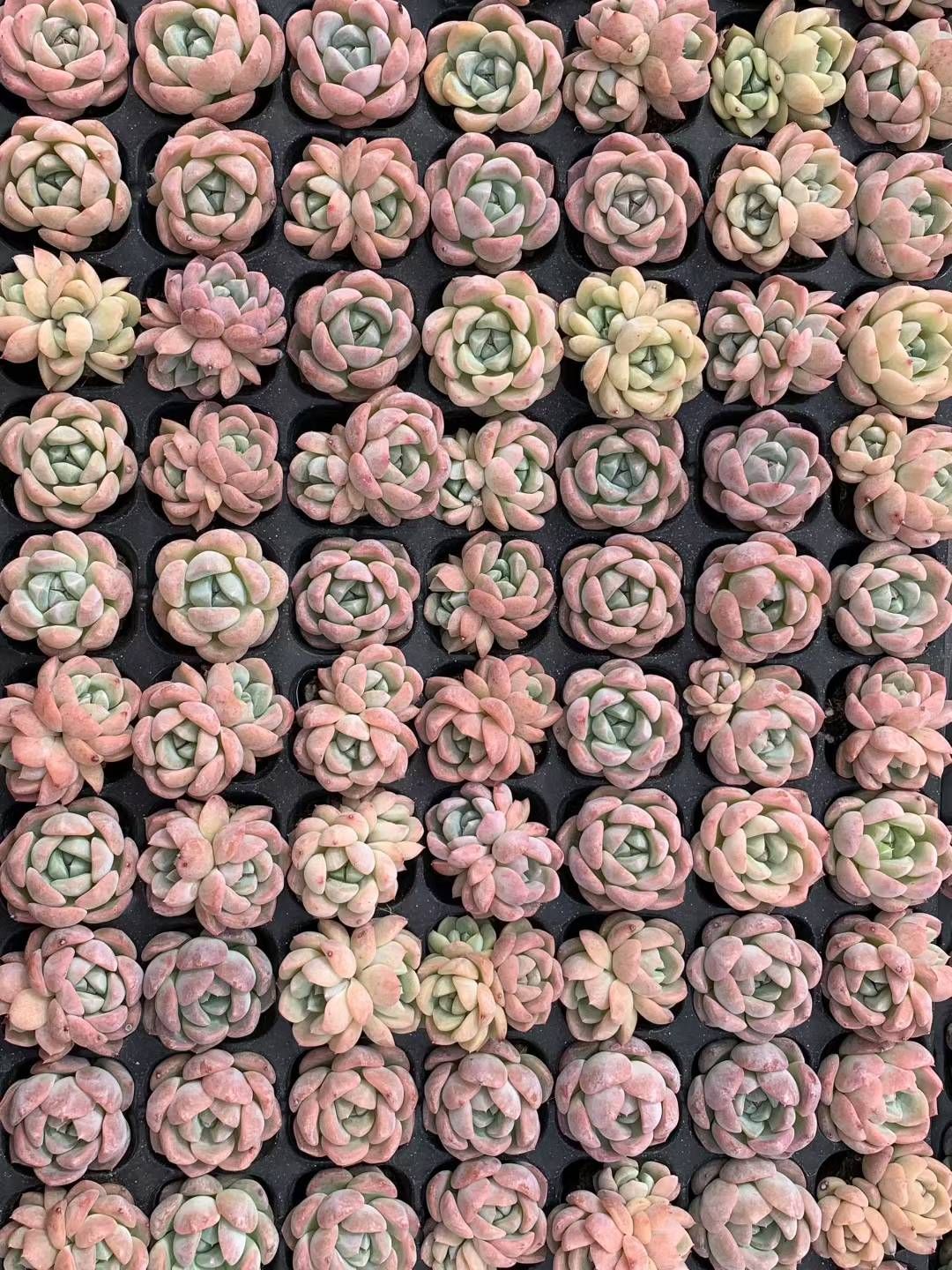 親株 超デカベリア 札付き✡️ラウリンゼ×青典牡丹✡️多肉 オーズさん