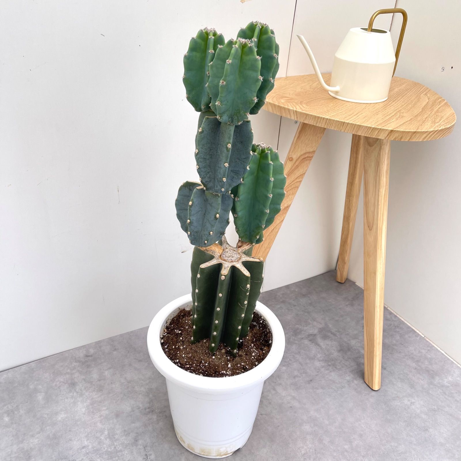 観葉植物