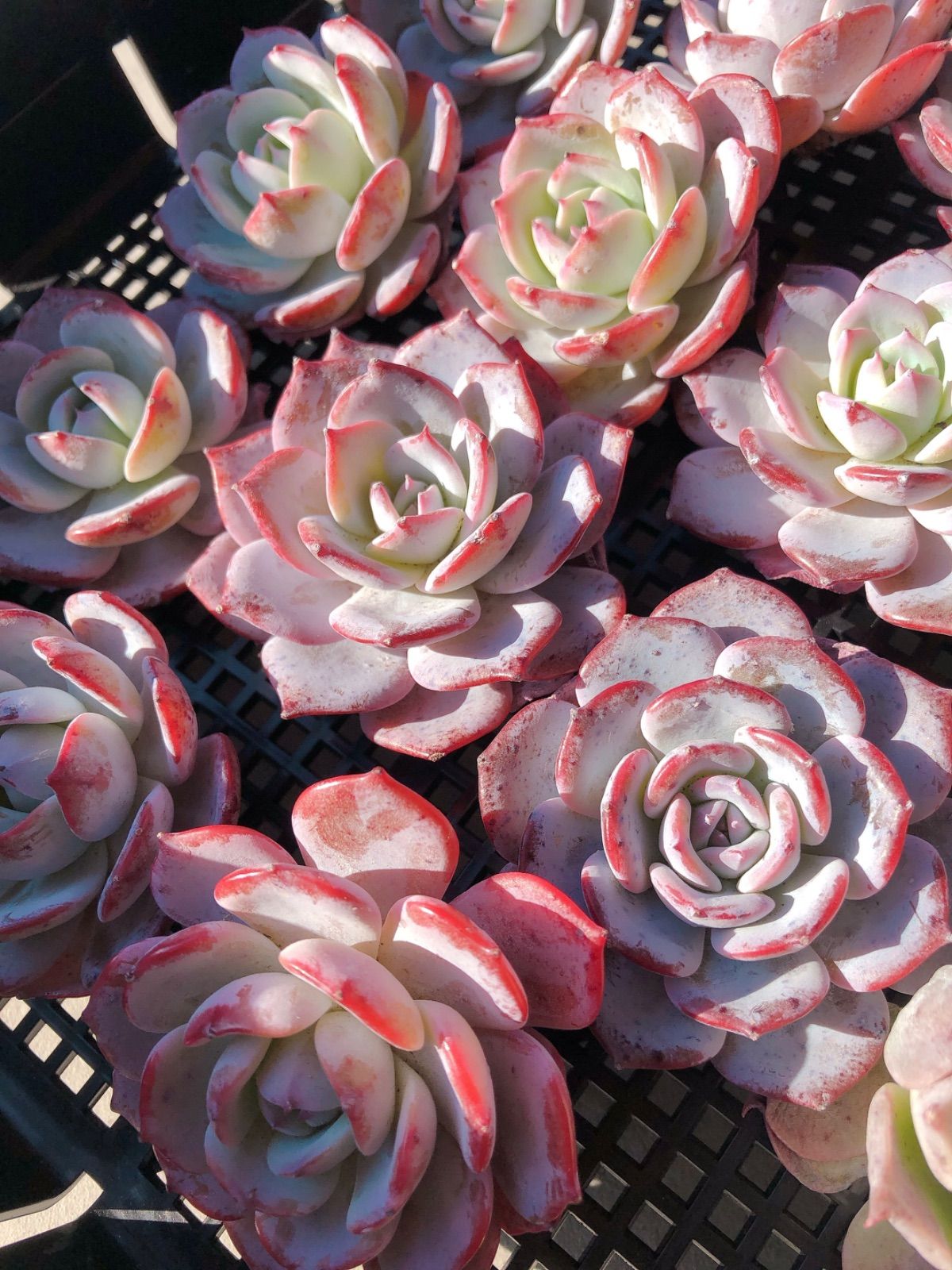 めっちゃピンク❤️☆パステル☆抜き苗☆子吹き中♪♪☆多肉植物