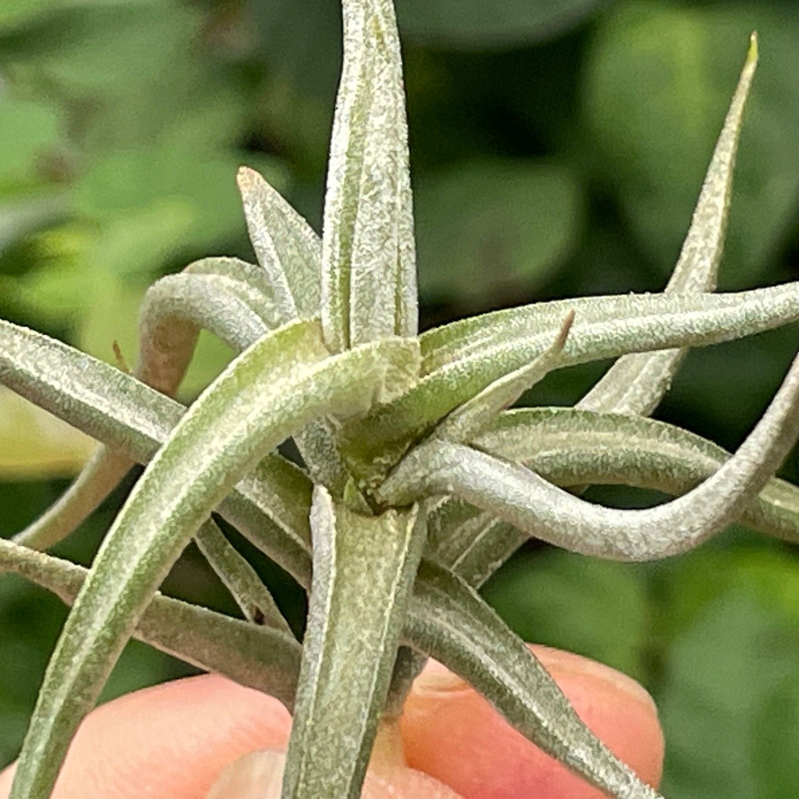 チランジア レクタングラ Tillandsia rectangula＊エアプランツ 