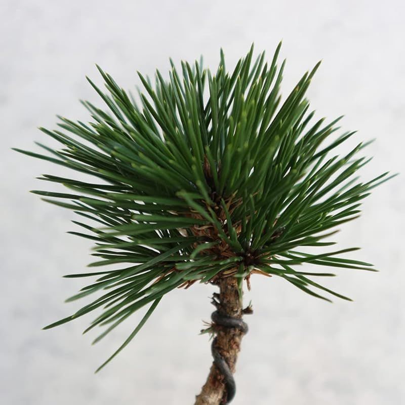 学名 Pinus