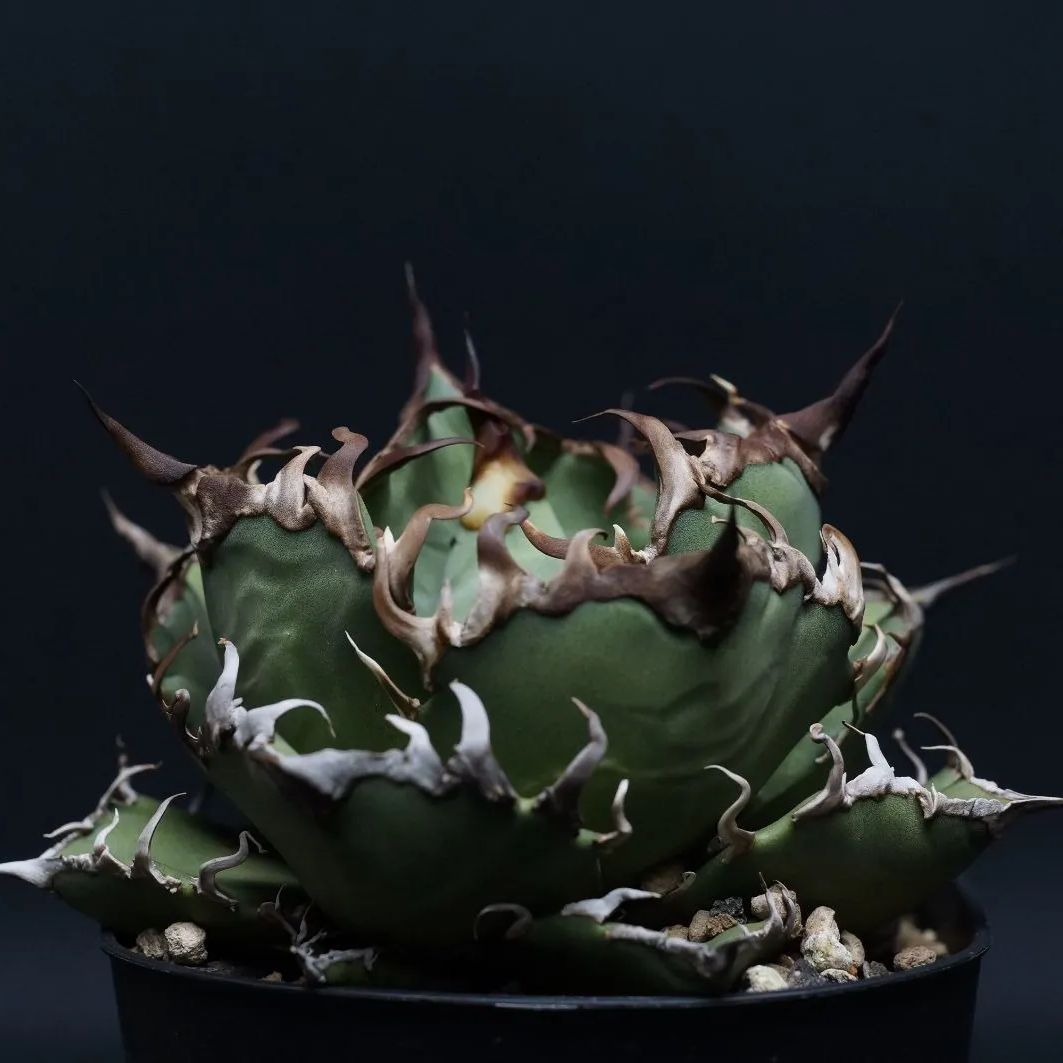 Agave titanota Agave titanota
