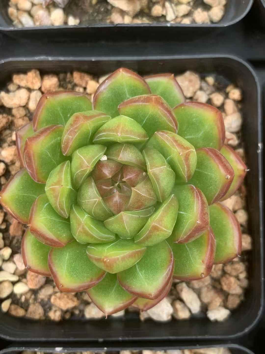 54株の抜き苗セット ジュレジェニー 多肉植物 佐川急便発送 エケベリア 韓国苗 LX45