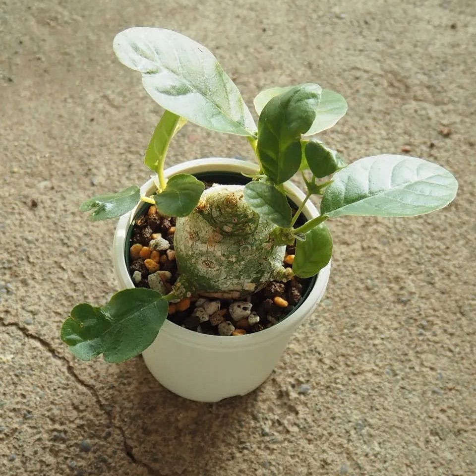 廃盤】ウニコ SWELLA カウンターテーブル アカシア材 アイアン W110