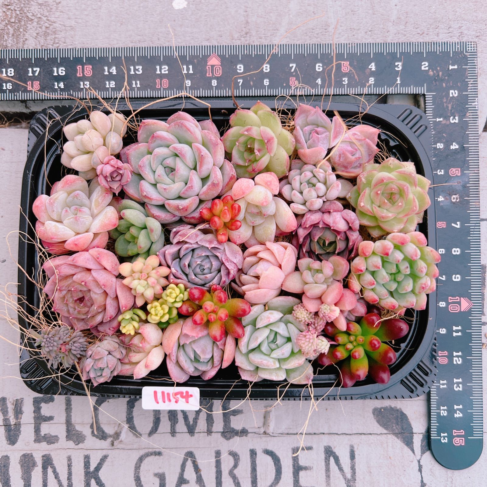 多肉セットd 多肉植物 寄せ植えset♡11154 - メルカリ