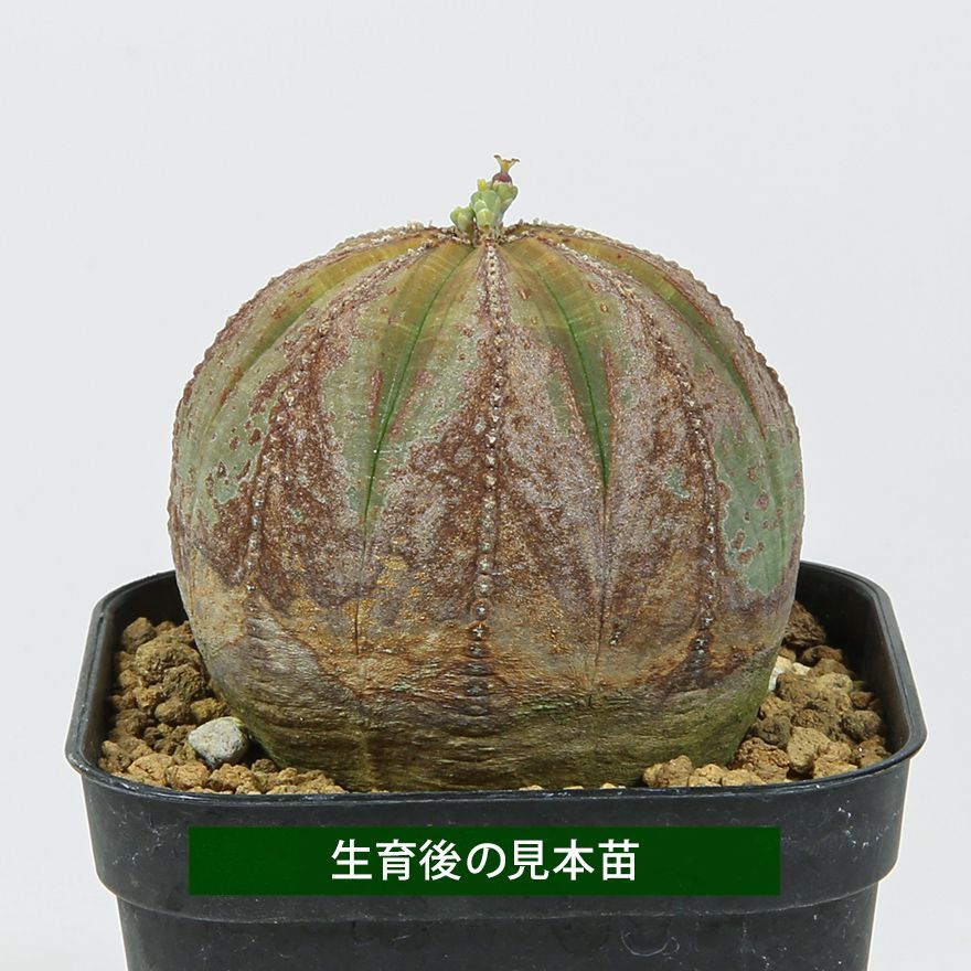 メルカリ便発送☆ユーフォルビア 石炭オベサ×ノーマルオベサ(実生苗です) メルカリ便発送☆ユーフォルビア 石炭オベサ×ノーマルオベサ