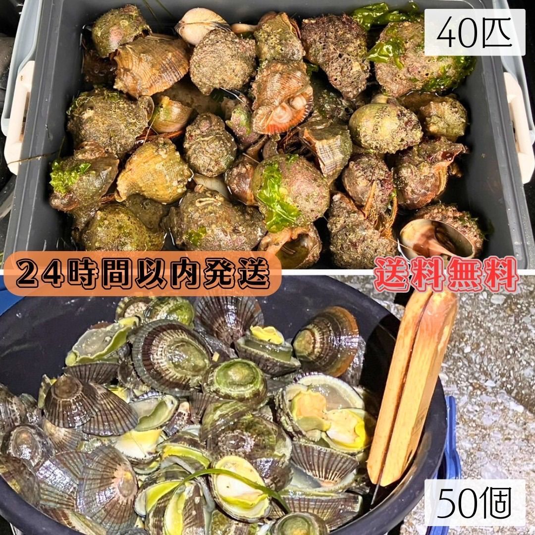 冷凍ヤドカリ40個 冷凍マツバ貝50個 石鯛 黒鯛 釣り餌 - メルカリ