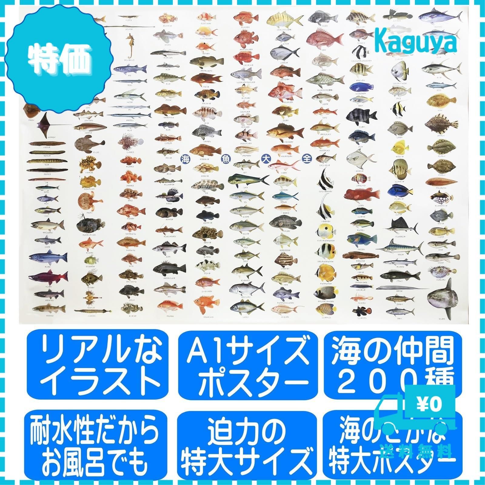 迅速発送】海の魚 ポスター 特大サイズ 海魚大全 お風呂ポスター