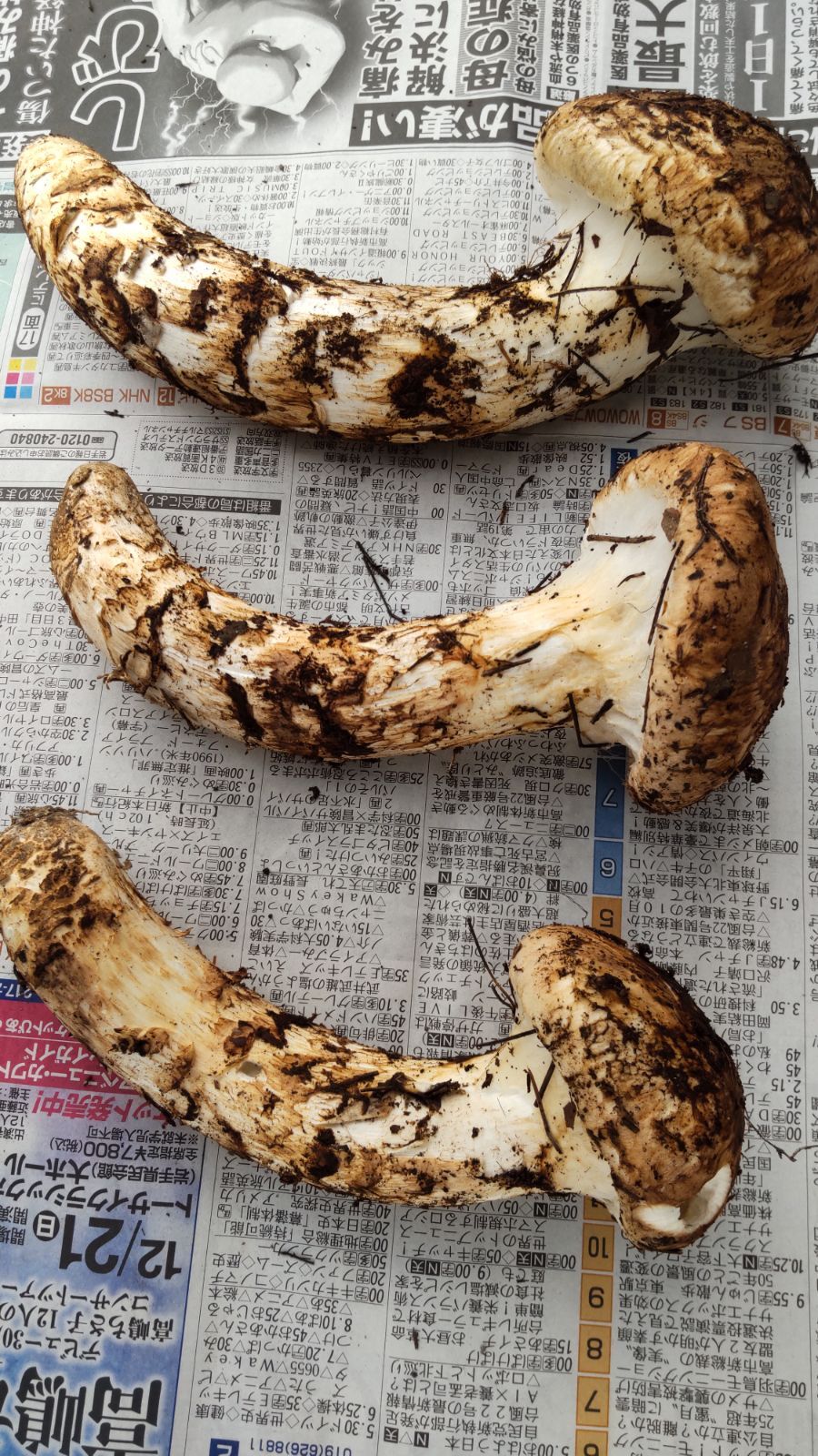 岩手県 松茸 13日収穫 穴あきあり