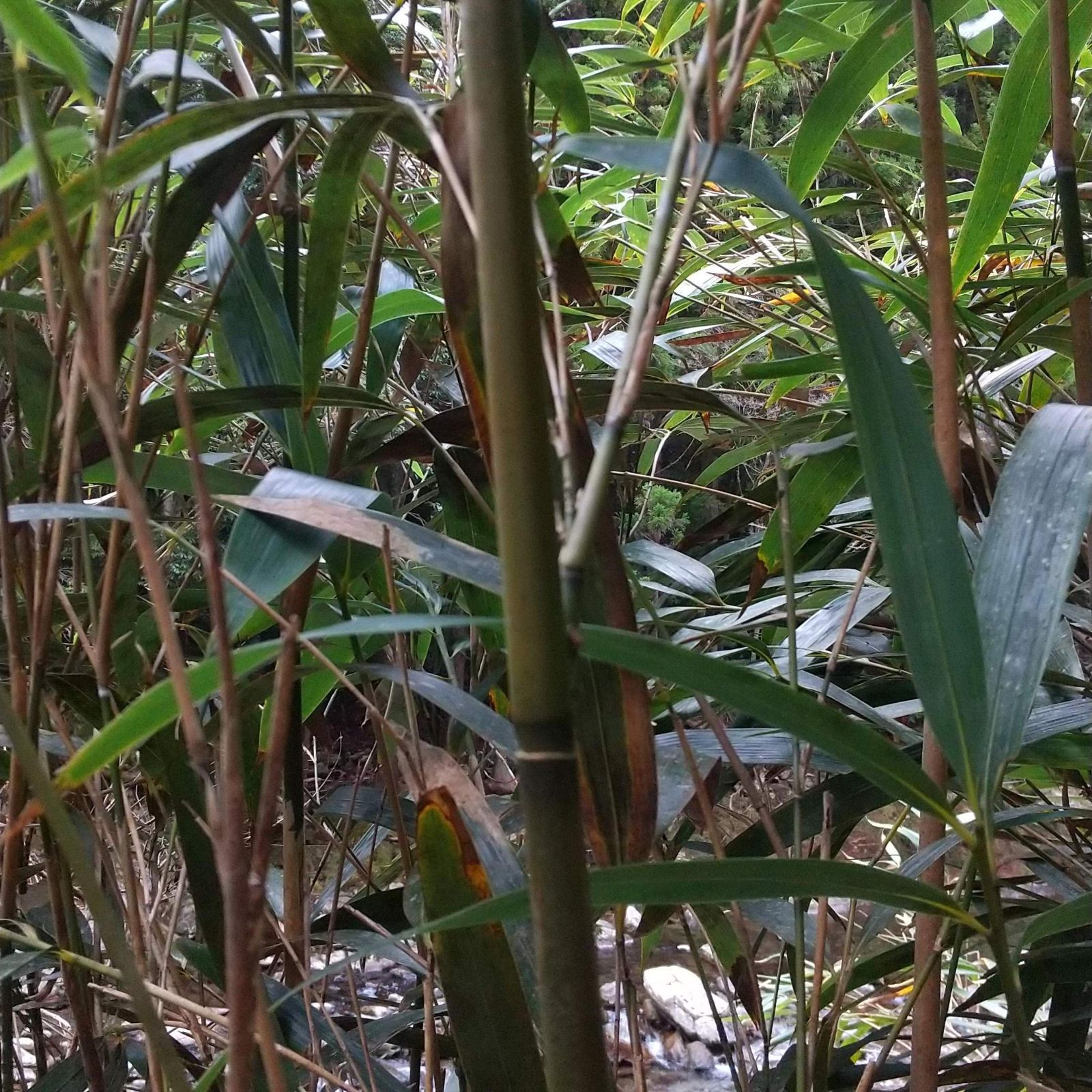 篠竹、2~3株、青竹、細竹、園芸、七夕