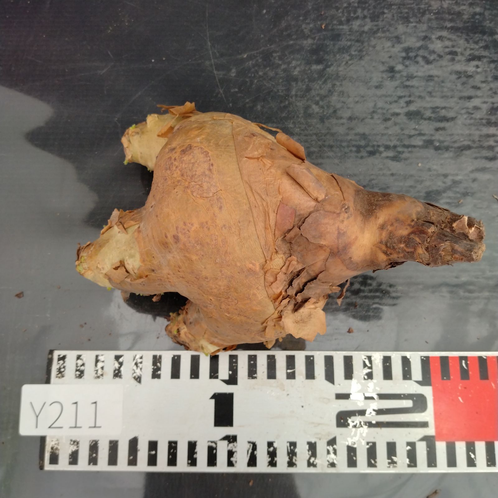 Y211【最新到着】Cyphostemma マクロプス（S）（現地球・抜き苗