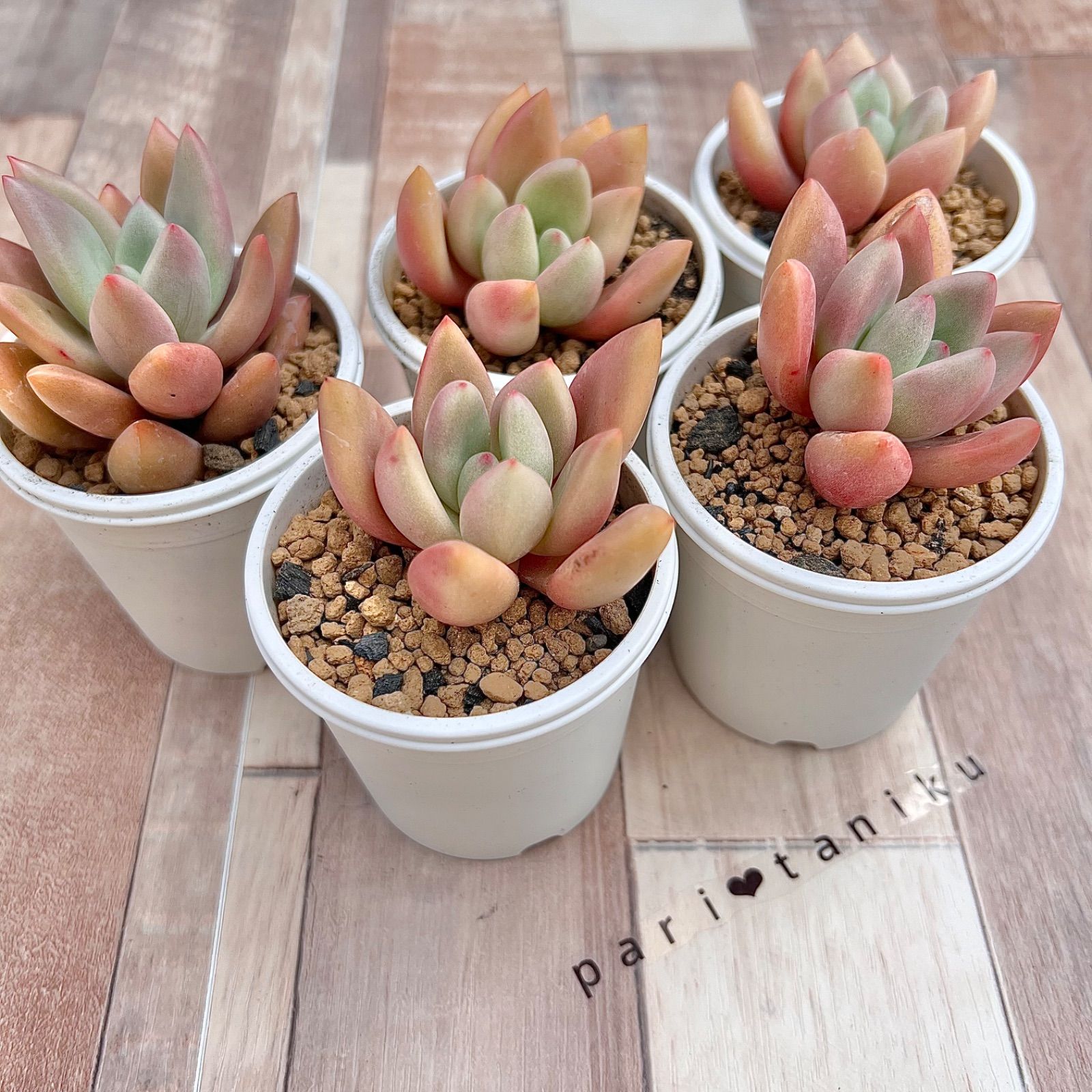 おまとめ！　39SALE！多肉植物^o^  ルビードナ 楽天市場】ルビードナ グラプトベリア Mサイズ5.5cmポット