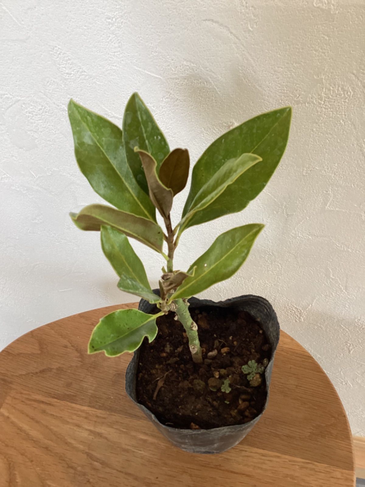 SALE！ タイサンボク リトルジェム 大苗 150 ㌢ 苗・苗木 植物
