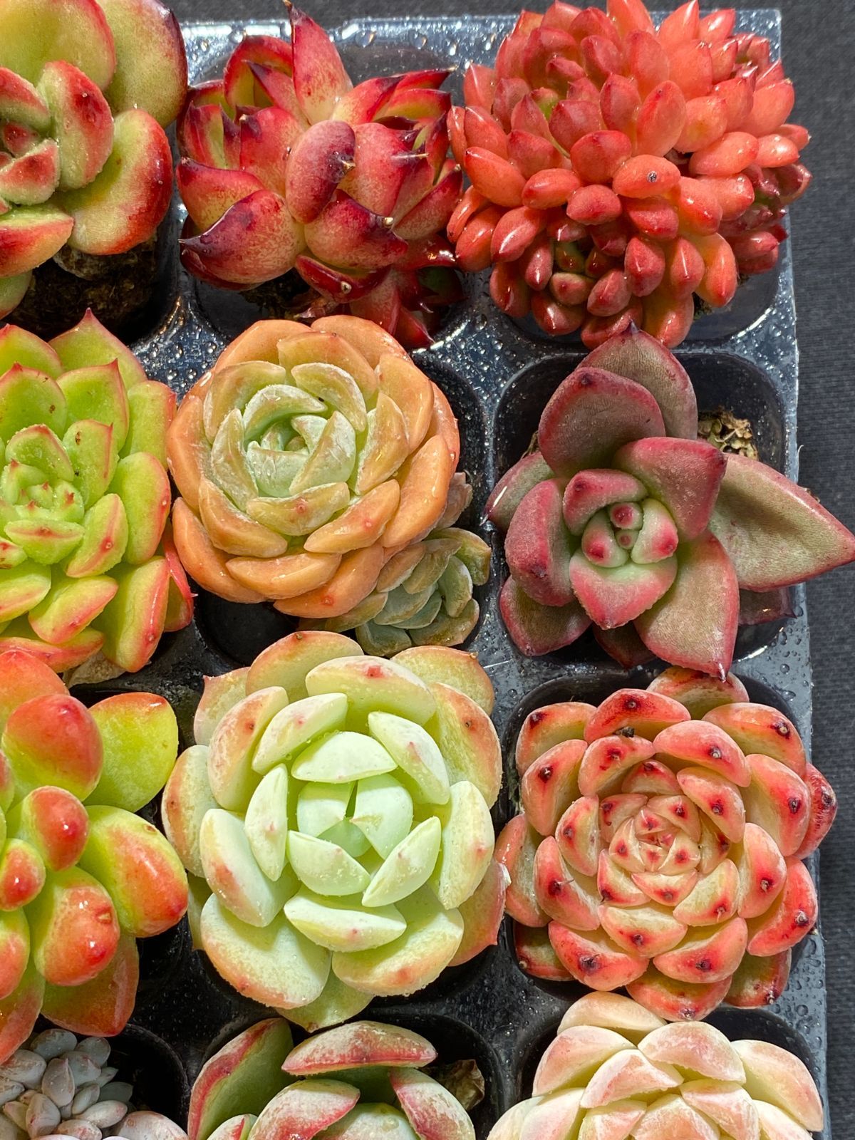 5セット 100苗 韓国苗 雑交新種 多肉植物 エケベリア 39（サンキュー）セール!!多肉植物 韓国エケベリア 5苗セット