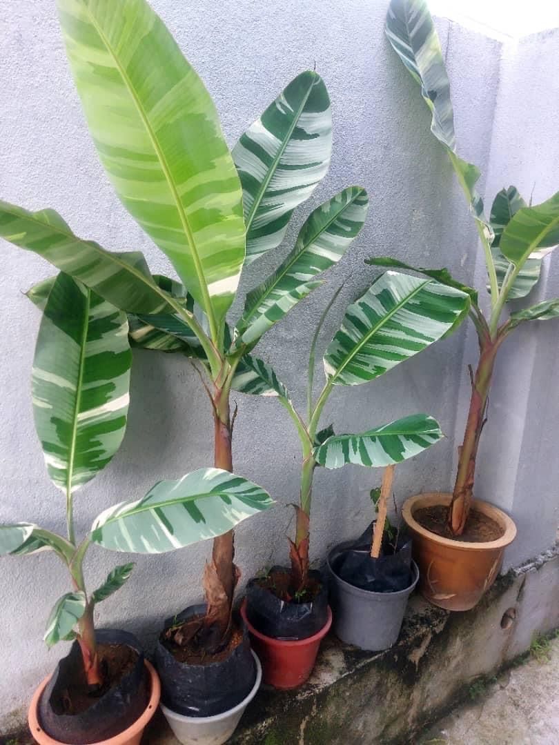 ハイクオリティ♡TC 出来る実も斑入 バナナ バリエガータ フロリダ