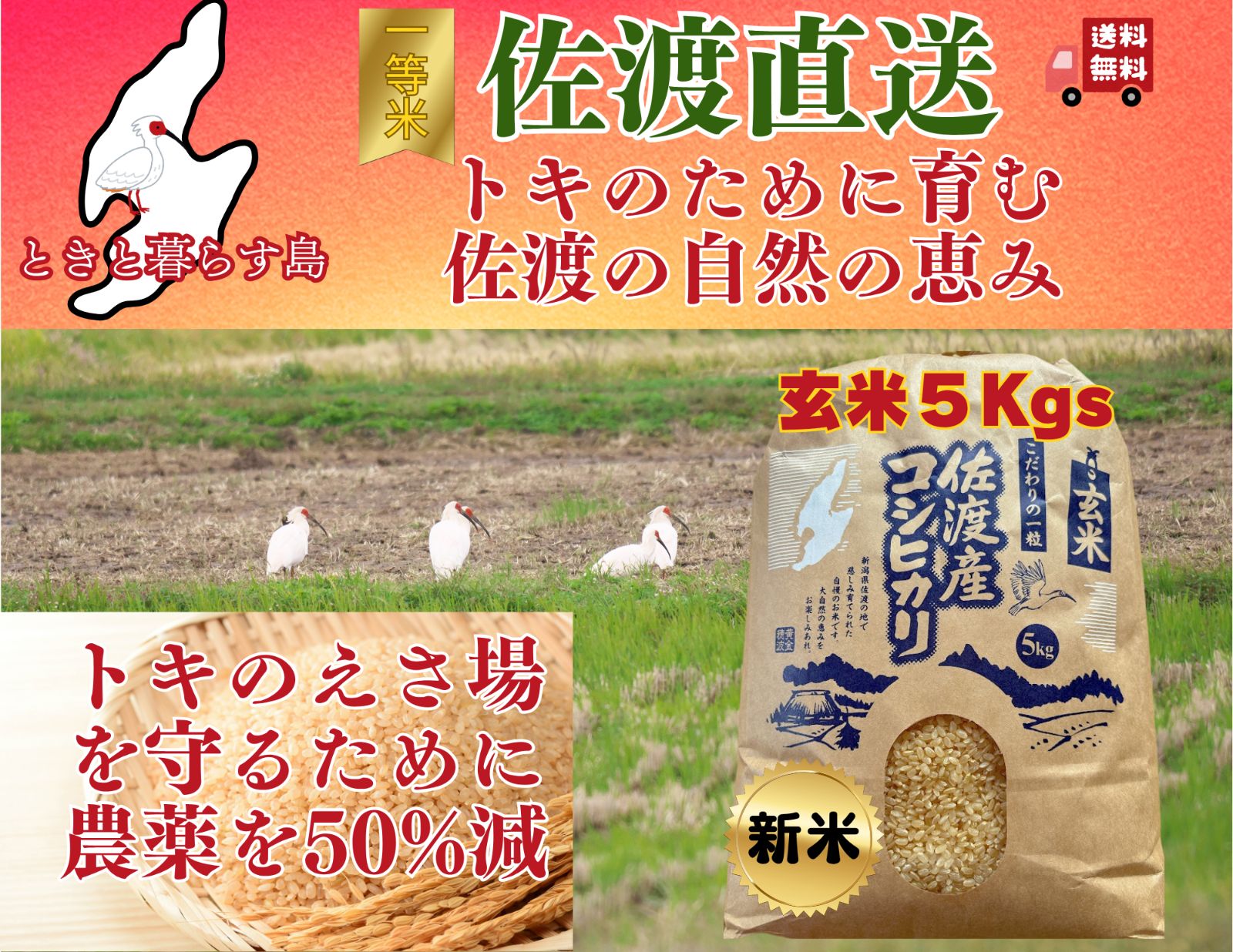 佐渡産一等米玄米でお届け 新米コシヒカリ５キロ入 み 佐渡の恵みを食卓へ?