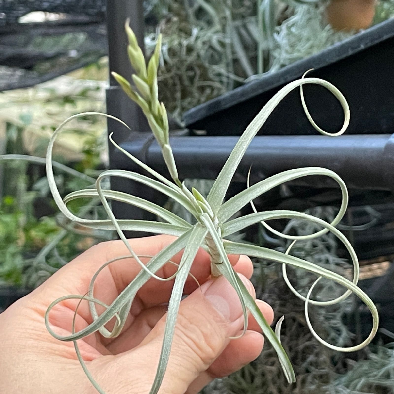 チランジア ウォンガ Tillandsia Wonga (マレモンティー