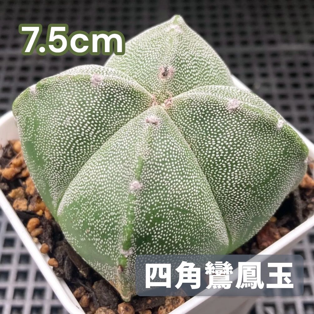 ぷりんの植肉植物 ギムノカリキウム フリードリッヒィLB2178実生 常に花が咲いては