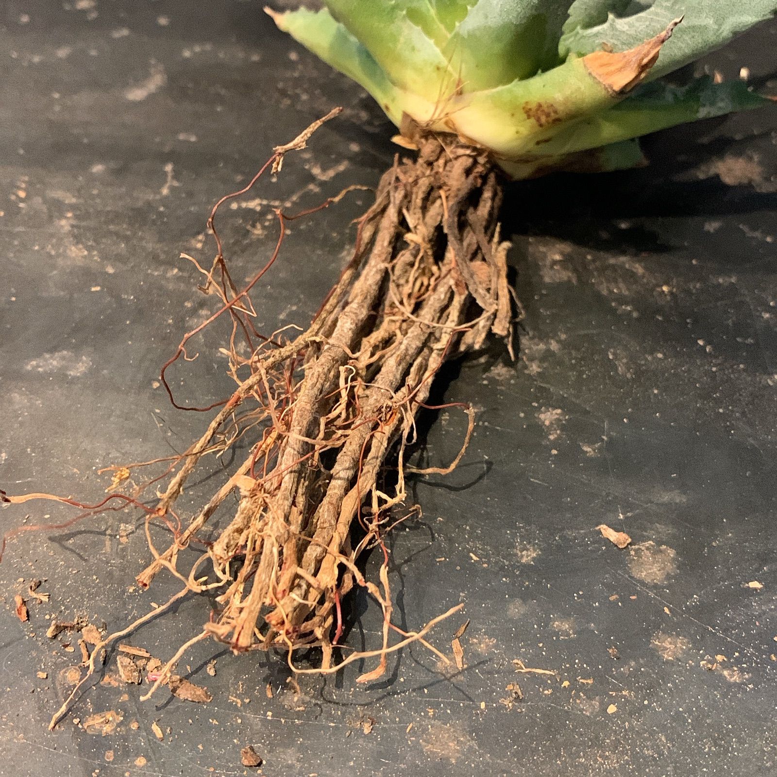 海外実生】アガベ ユタエンシス ネバデンシス 陽炎 選抜 - メルカリ