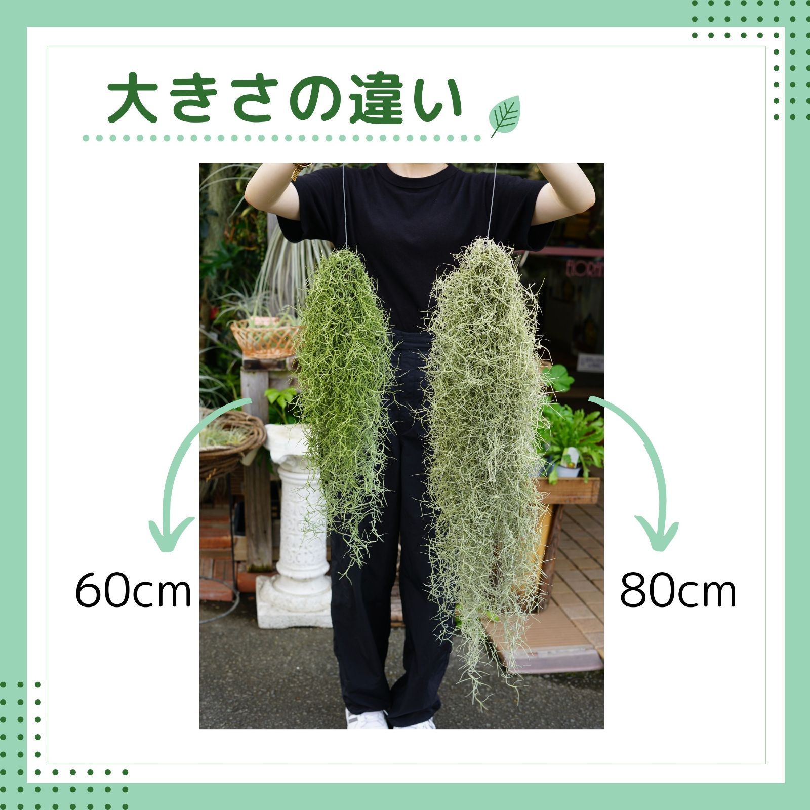 スパニッシュモス専用フックA】＋【特大スパニッシュモス】 チランジア