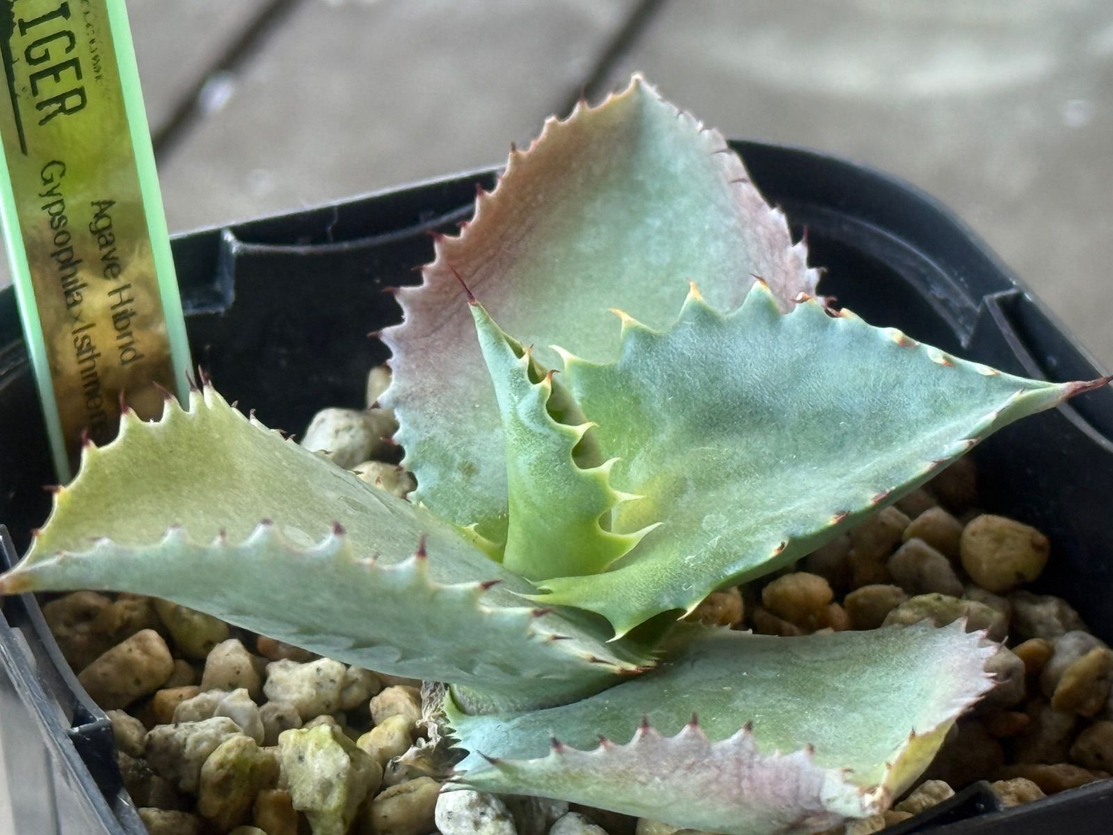 アガベ ハイブリッド ジプソフィラ✖︎イシスメンシス - メルカリ