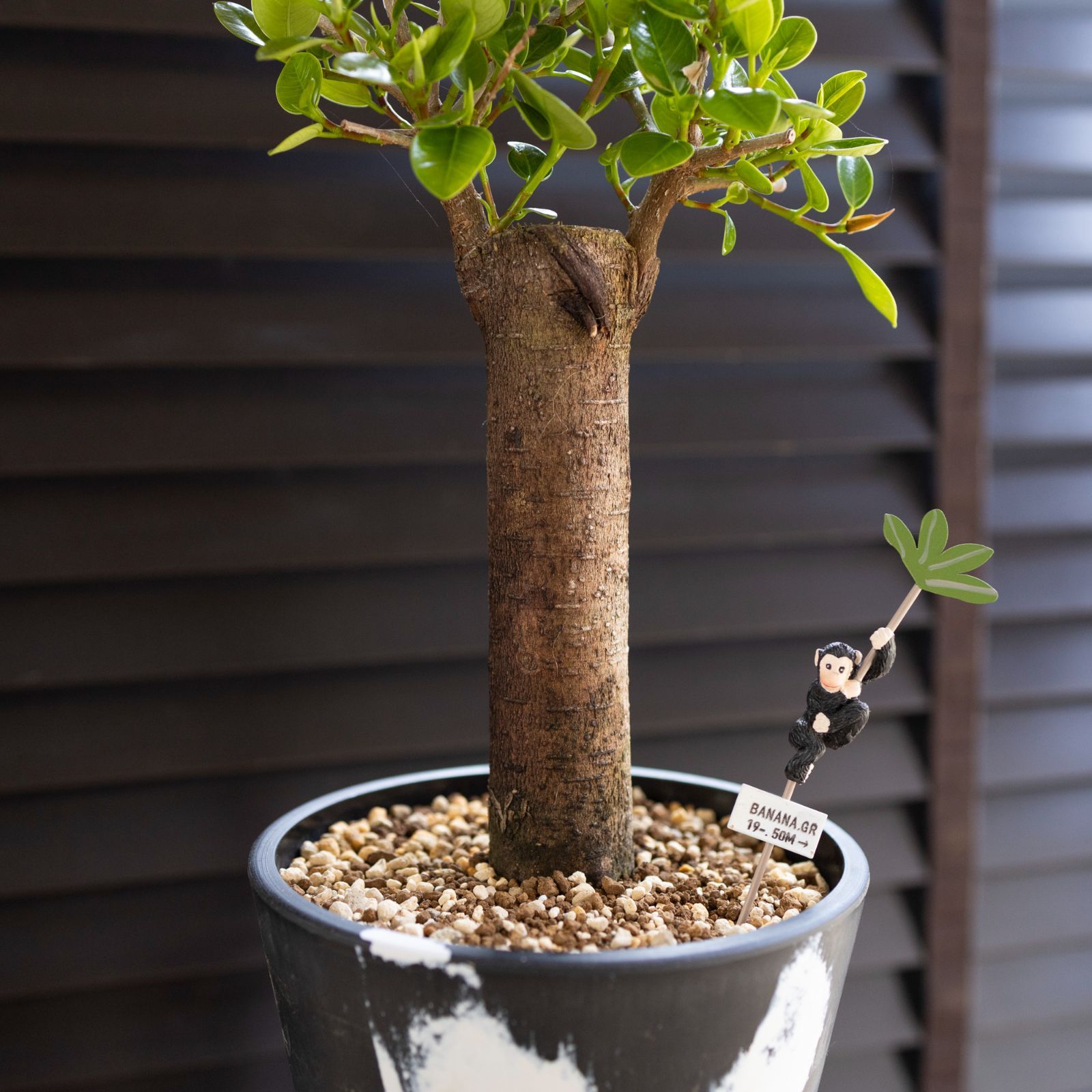 観葉植物　パンダガジュマル　８号ポット　多幸の木 観葉植物 パンダガジュマル 8号ポット 多幸の木 6号 パンダガジュマル