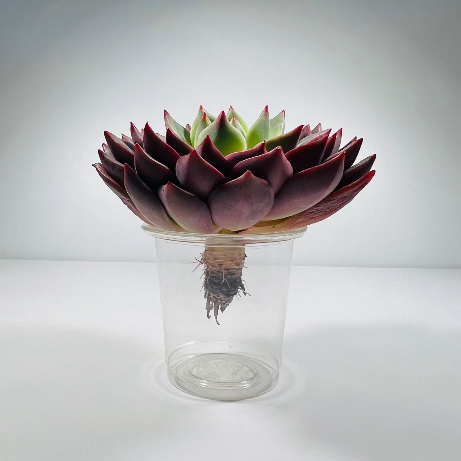 大苗】〈新品種〉韓国苗 エケベリア ラファエル 多肉植物 - メルカリ