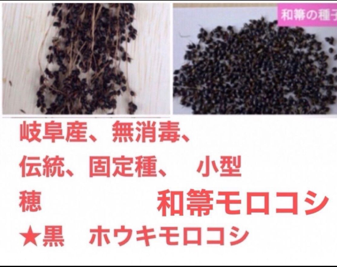 岐阜県産 自然農法 伝統 固定種 小型穂 和箒モロコシ 黒 ホウキモロコシ 100粒388円