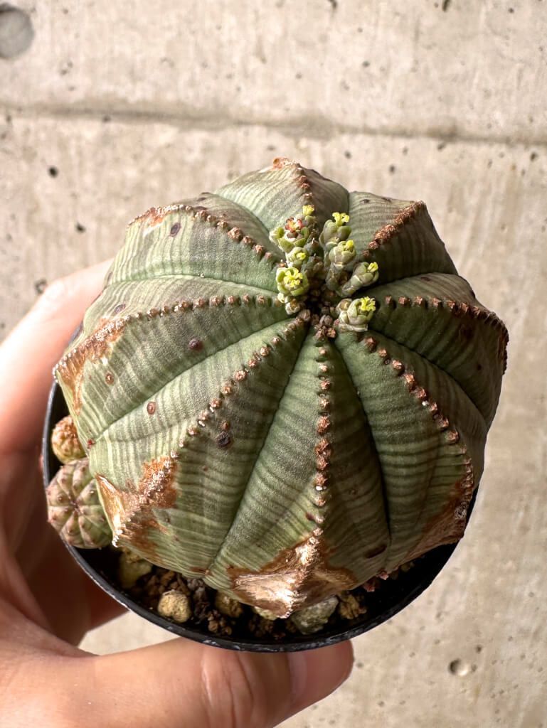 現品限り】ユーフォルビア・オベサ【U4】 Euphorbia obesa【植物】塊根