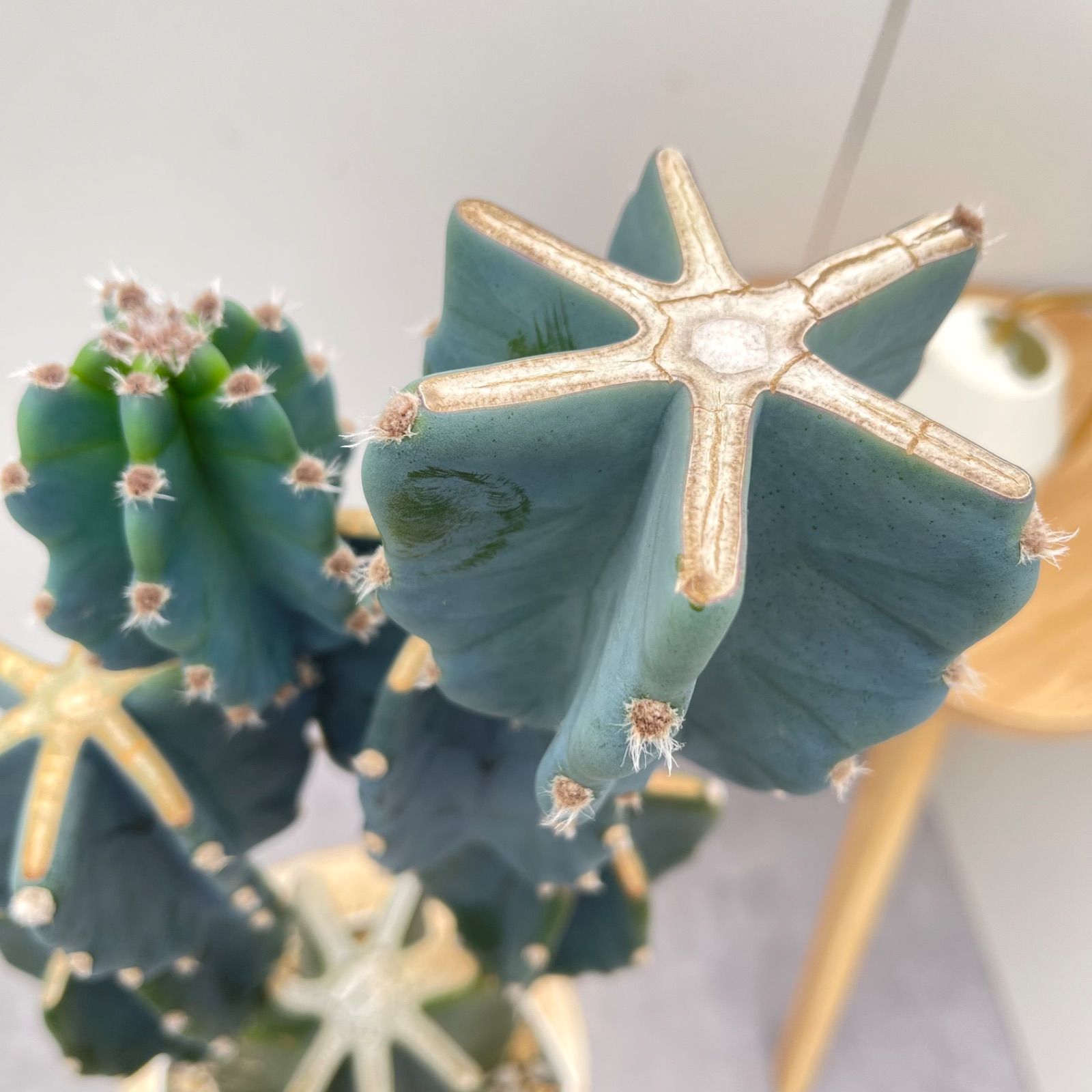 現品］☆人気☆ 13番 柱サボテン 鬼面角 ブランチ 8号 室内 大型 現品