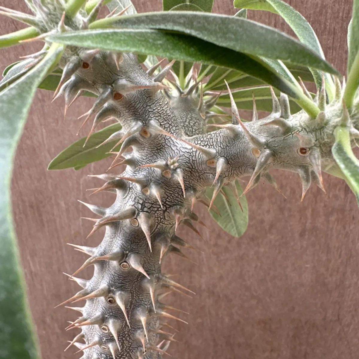 パキポディウム デンシフローラム② パキポジウム デンシフロルム シバ女王の玉櫛 Pachypodium densiflorum 現品 観葉植物 観葉  植物 珍奇植物 珍奇 珍しい レア 希少 塊根植物 塊根 コーデックス おうち時間 グリーン - メルカリ