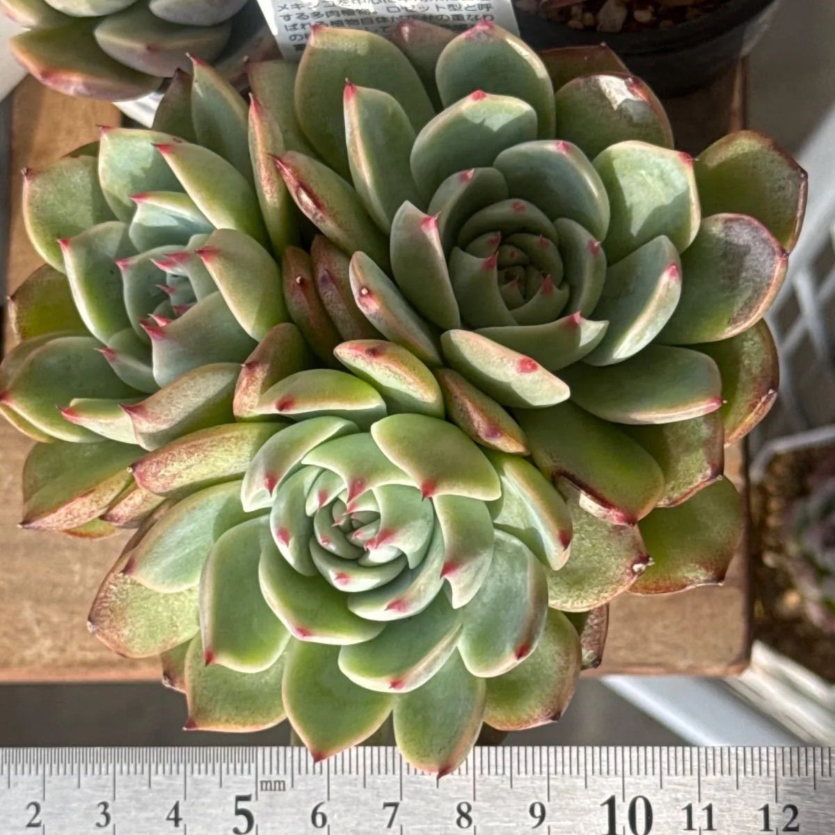 チワワエンシス❣️3頭❣️札付き❗️多肉植物 抜き苗 - メルカリ チワワエンシス❣️3頭❣️札付き❗️多肉植物 抜き苗 - メルカリ