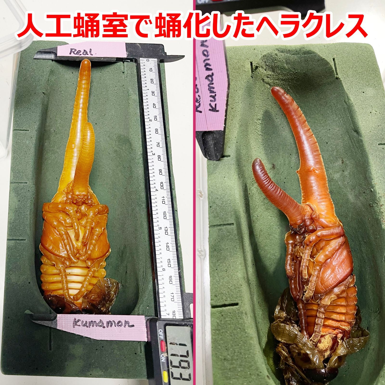 KABUKUWALAND】ヘラクレス 大型カブトムシ用 人工蛹室 80個 セット