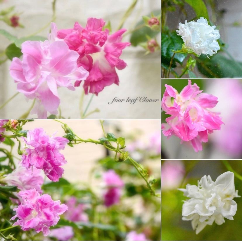 大輪朝顔曜白混合 / 【12427】 | 花さんぽ｜種子をはじめ園芸