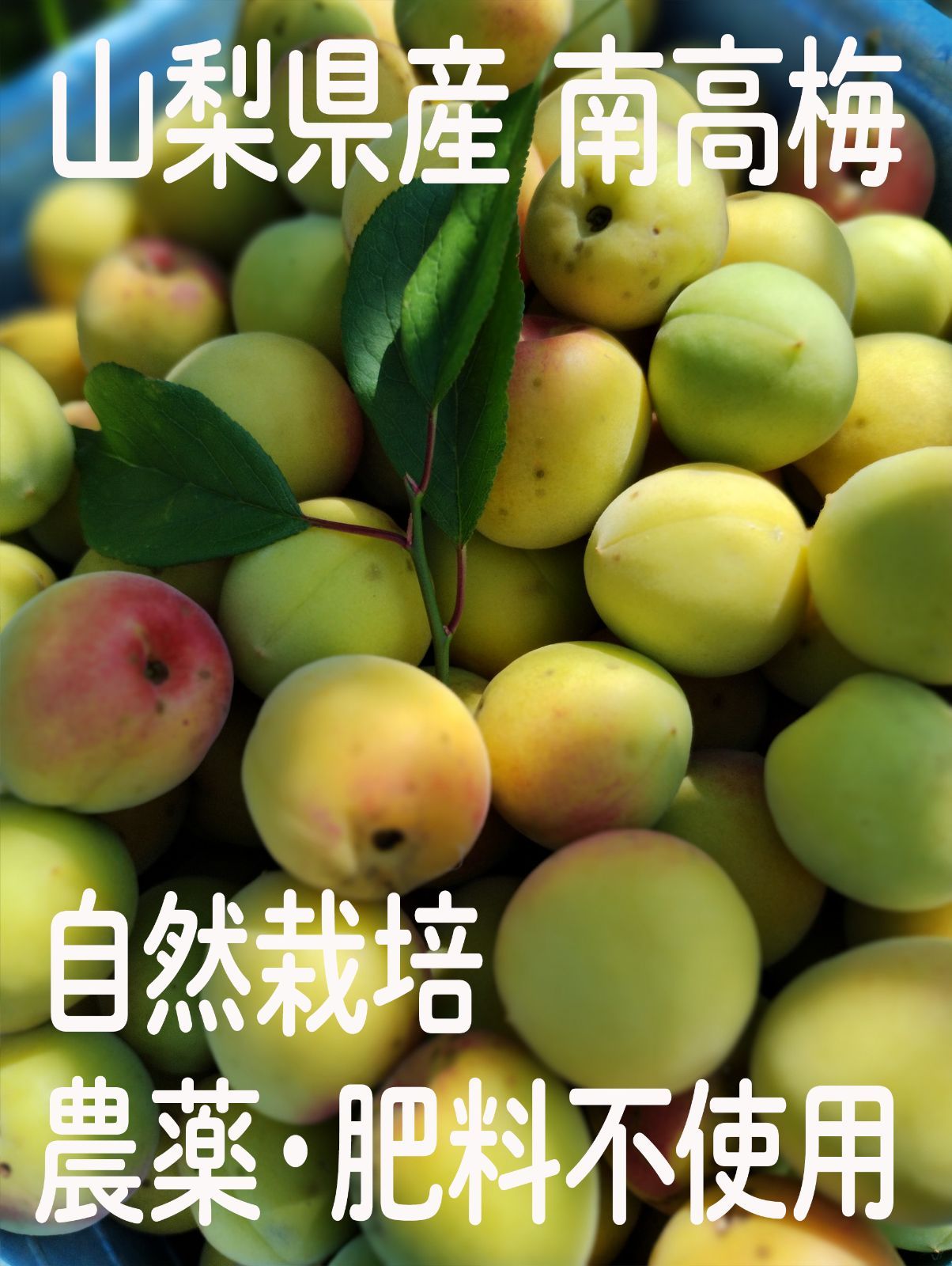 約8kg　南高梅　木熟　自然栽培　農薬・肥料不使用　大粒小粒MIX　山梨県産 約5kg 南高梅 木熟 自然栽培 農薬・肥料不使用 大粒小粒MIX 山梨