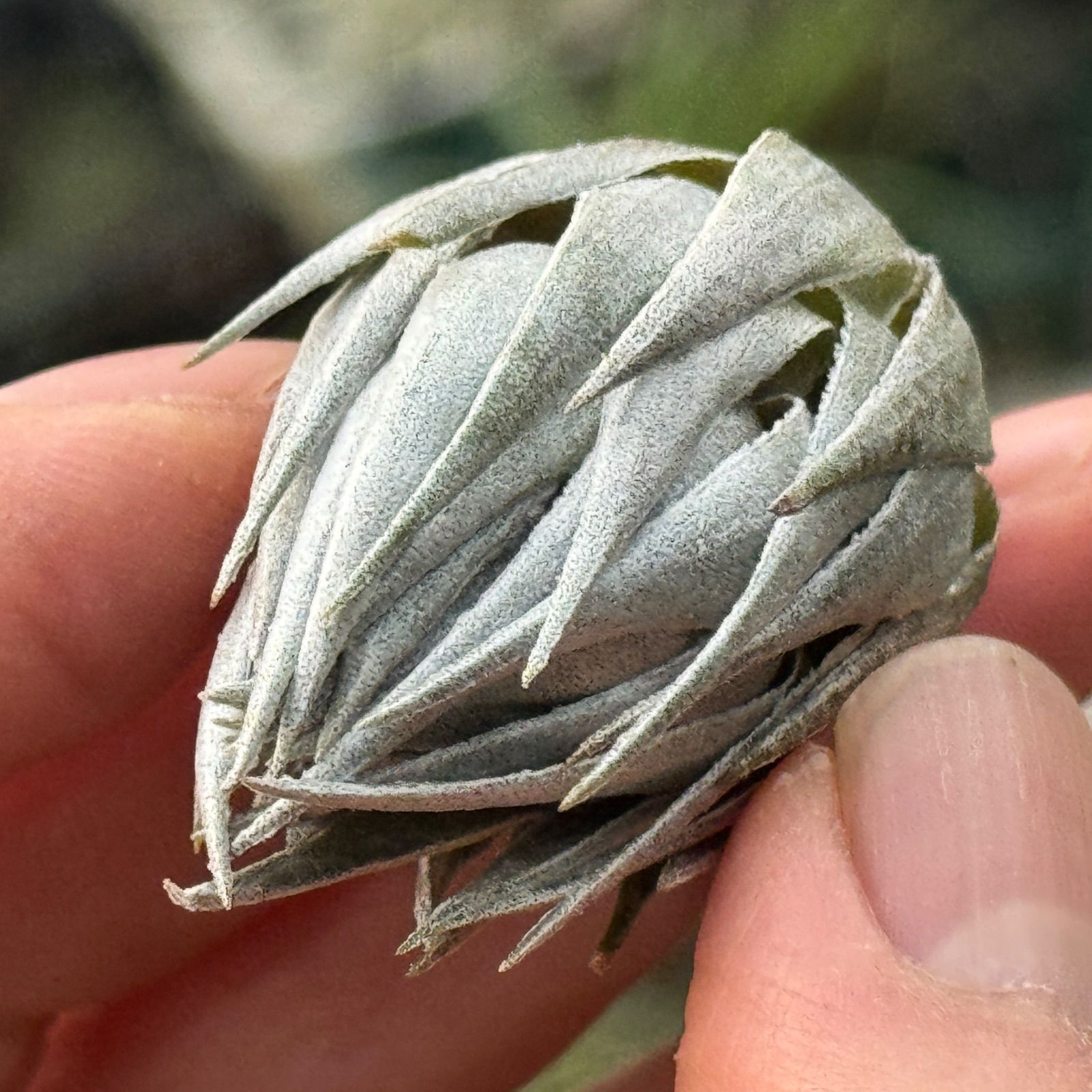 メタリックシルバーな輝き ＊